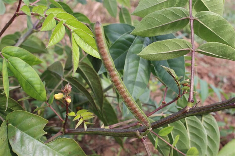 灭蛇草 驱蛇奇草望江南庭院种植花卉植物 20厘米左右高苗 不含盆