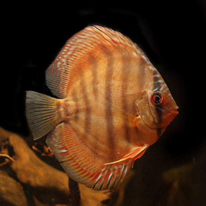 kjhgf高品质热带淡水鱼七彩神仙鱼成鱼燕鱼风水鱼红鸽子七彩活体鱼810