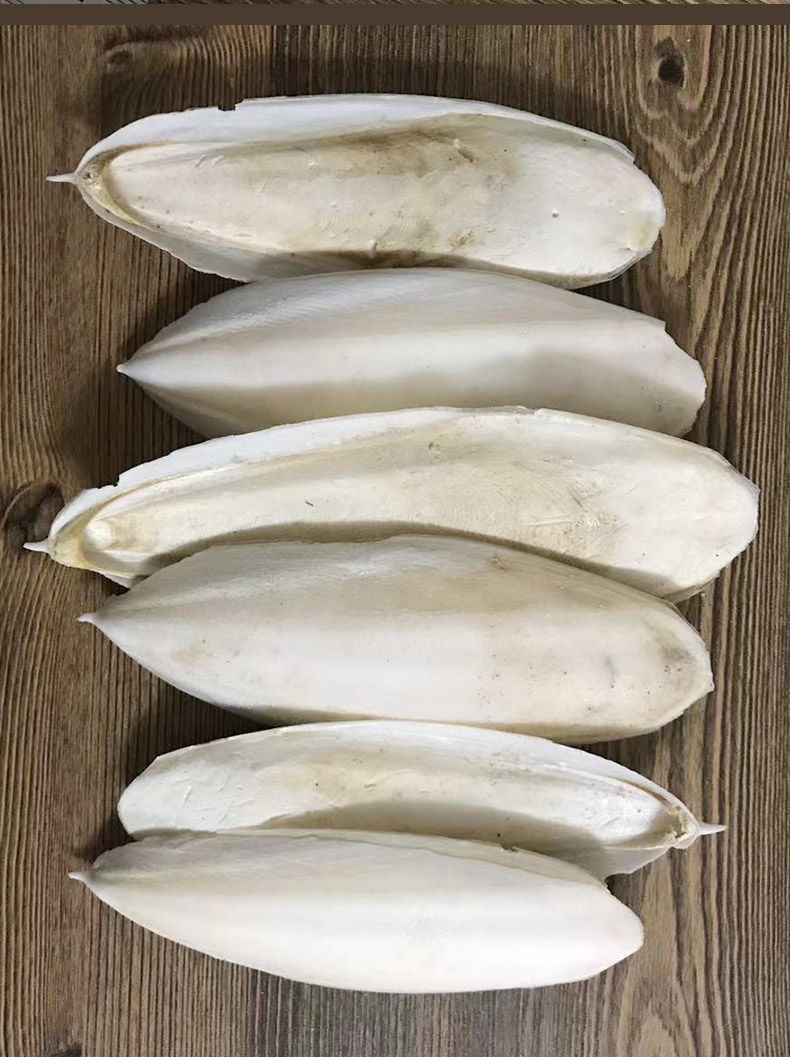 问善精选墨鱼骨批发整个海螵蛸乌贼骨大块鸟用龟用鹦鹉宠物磨牙鸟食补