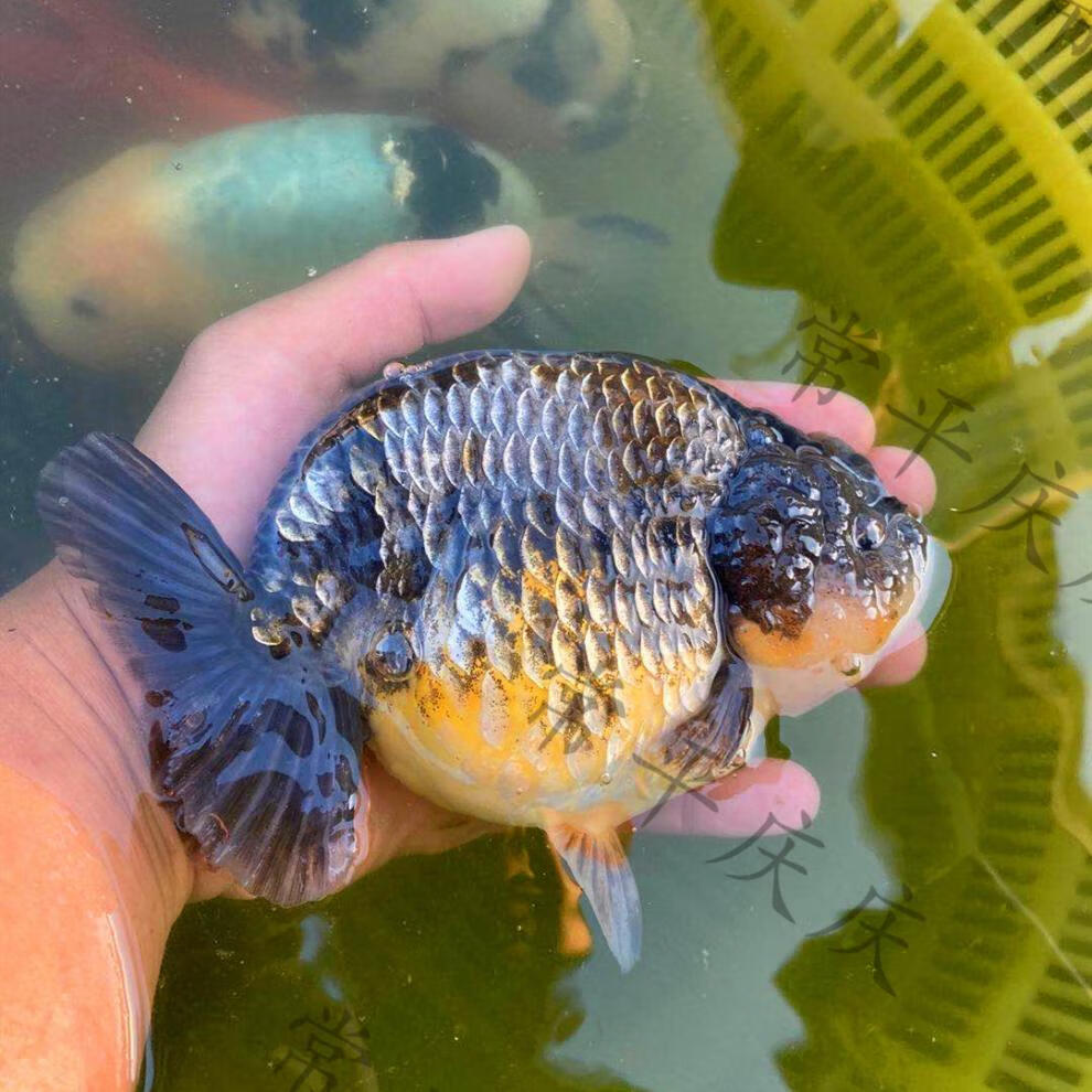 兰寿活鱼红寿红白寿花寿福寿金鱼观赏鱼鱼苗冷水鱼淡水鱼耐养易活 练