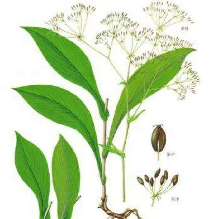 柴胡种子新采小柴胡种籽黑柴胡基地正宗中草药材一斤32