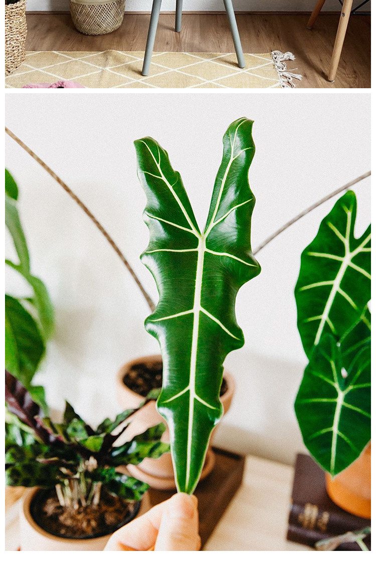 萨利安海芋斑马大仙女植物盆栽花卉铜叶室内网红观叶大型热带绿植 铜