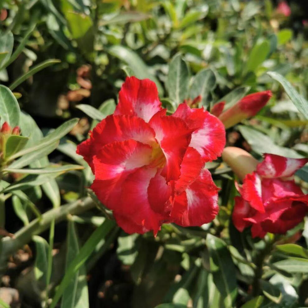 沙漠玫瑰盆栽花苗重瓣带花老桩四季嫁接开花不断阳台花卉多肉植物 嘉