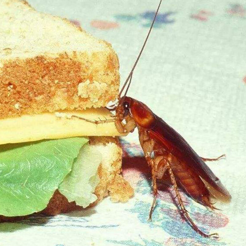 活体无菌樱桃蟑螂樱桃红蟑螂守宫蜥蜴龙鱼异宠饲料幼体活蟑螂 蟑螂