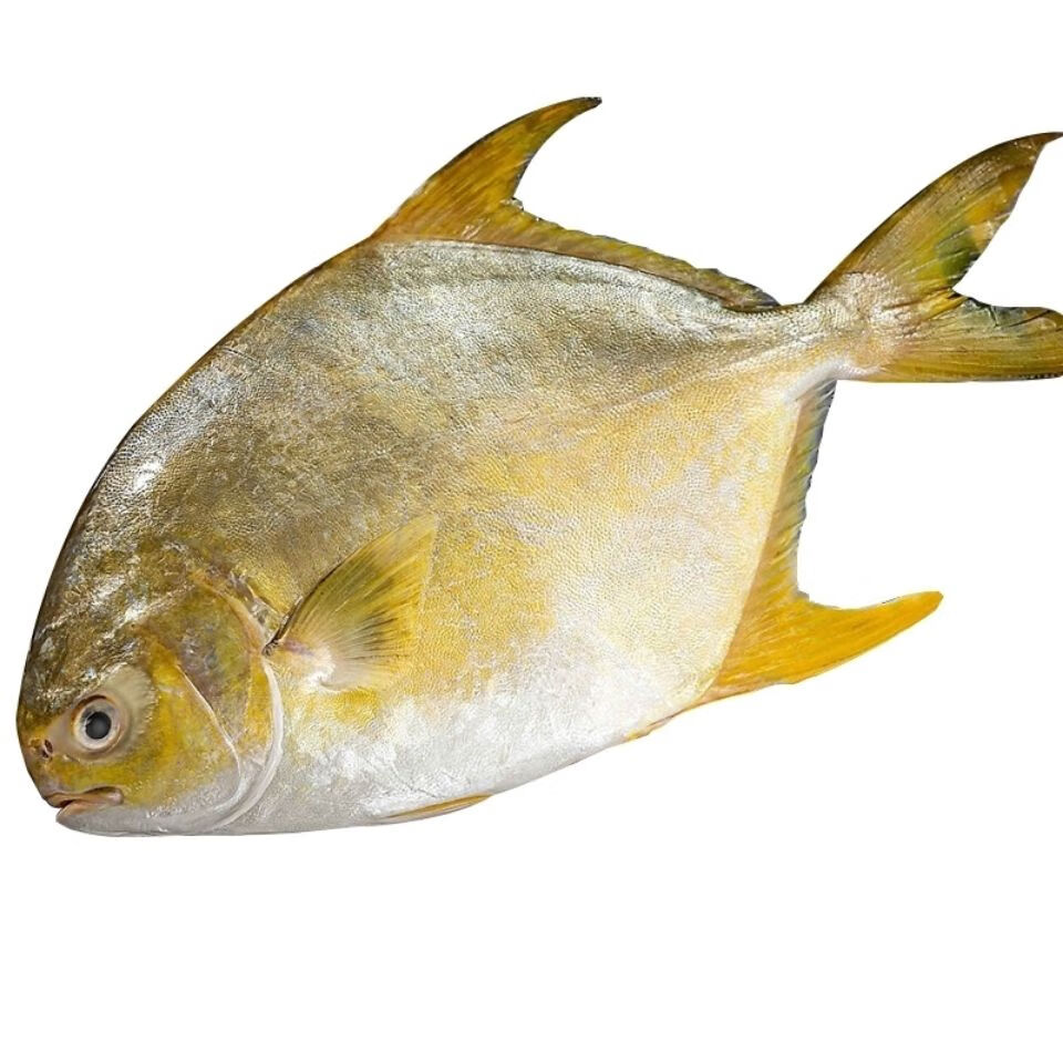 金鲳鱼没有冰新鲜冷冻深海大金鲳新鲜发货,顺丰冷链