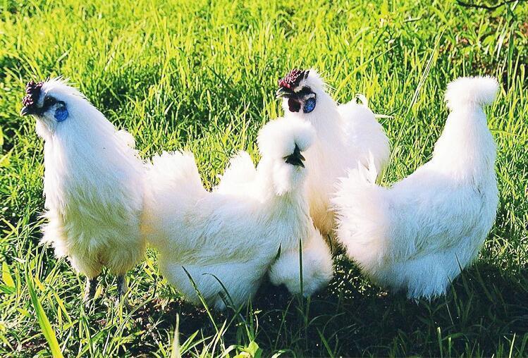 正宗泰和乌鸡苗活体半大乌骨鸡白凤乌鸡家养小鸡半斤脱温鸡包活到家