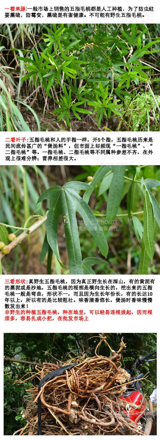 新鲜五指毛桃 现挖五指毛桃汤料 五爪龙七指毛桃根500g广东汤料 五指