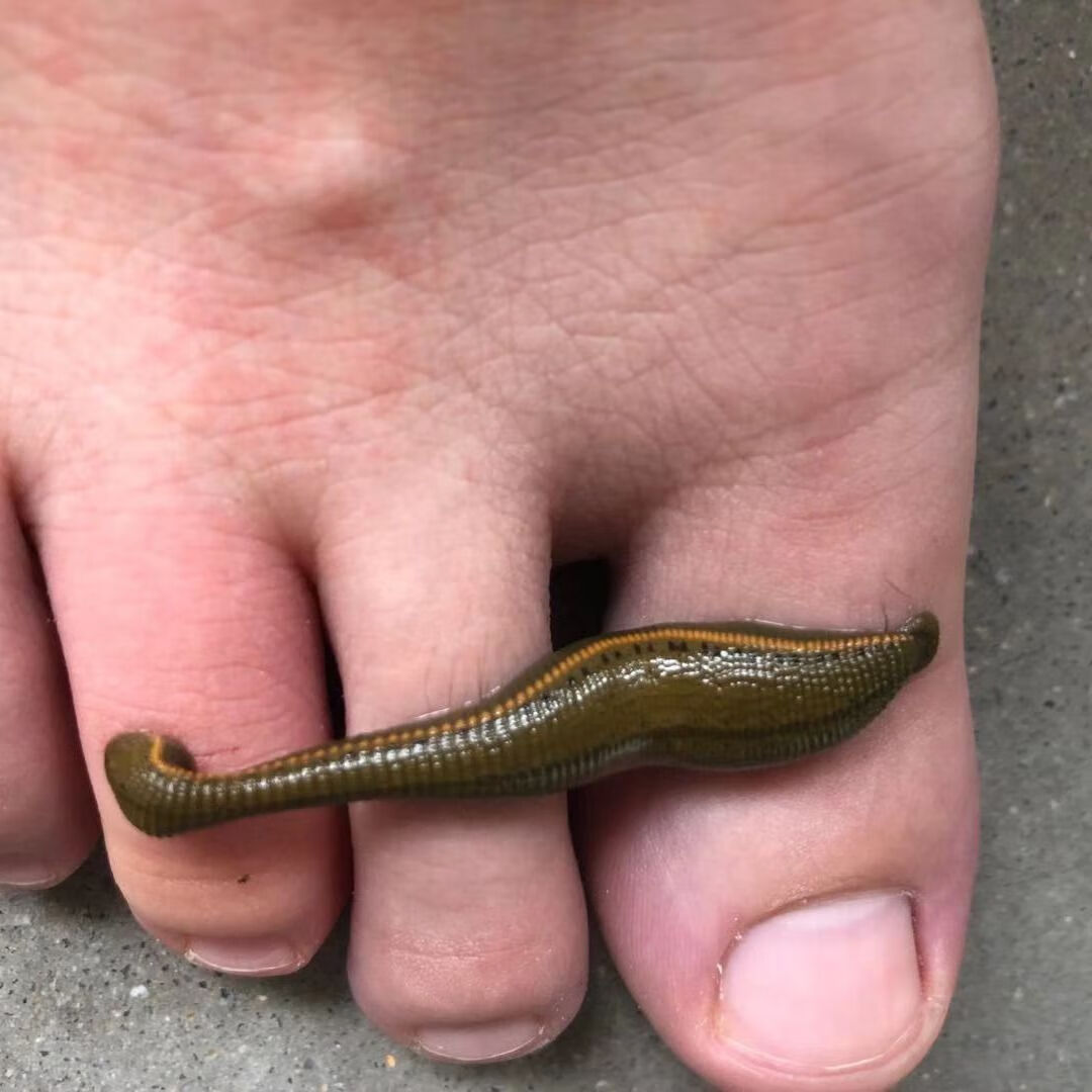 5克 50条【图片 价格 品牌 报价】-京东