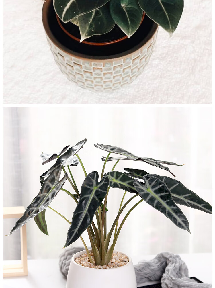 观叶植物办公桌绿天鹅小盆栽绿植办公室摆件花卉 黑天鹅90#盆栽(小苗)