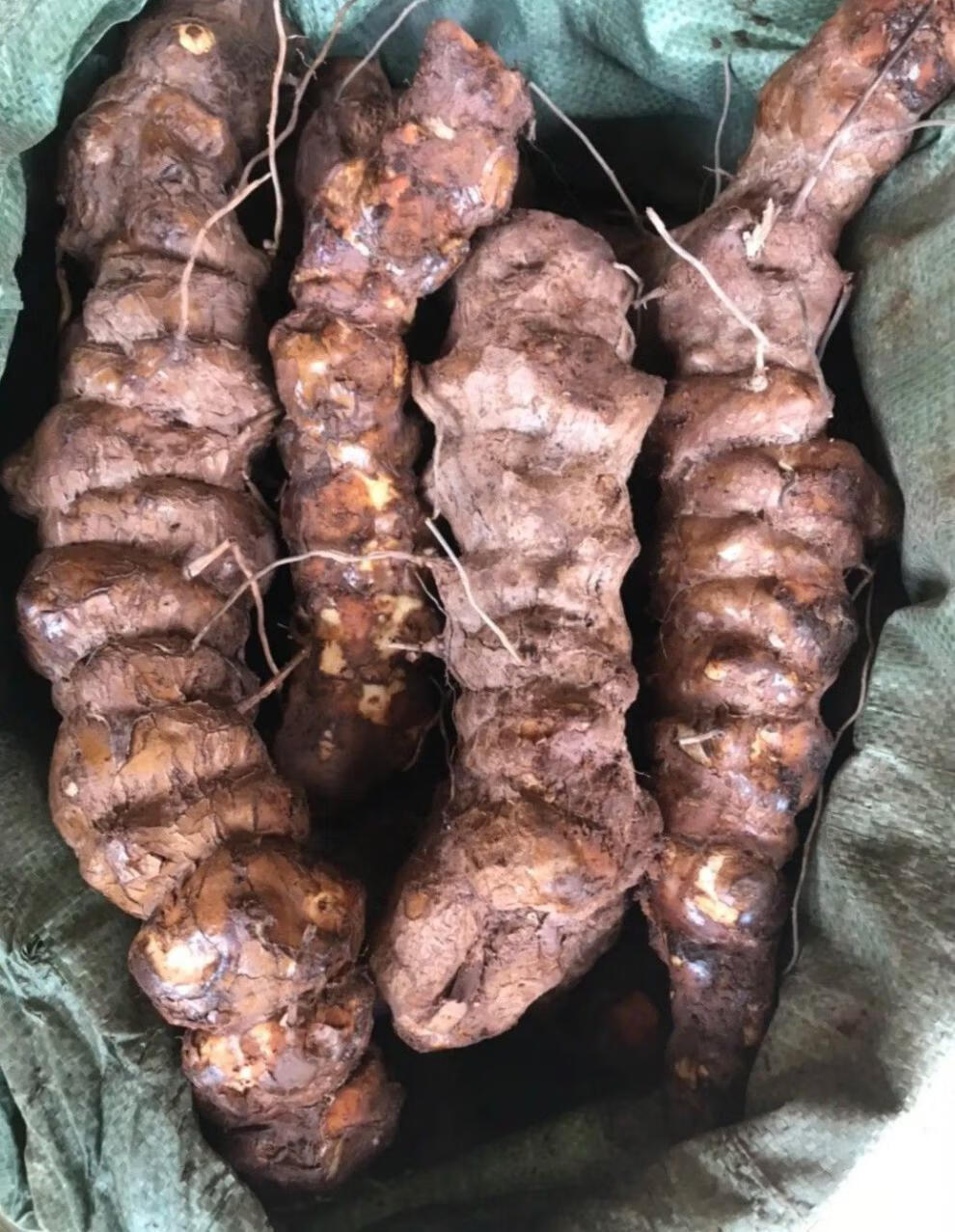 新采土茯苓种子 茯苓树籽红土苓冷饭团50g 白肉土茯苓50g【图片 价格