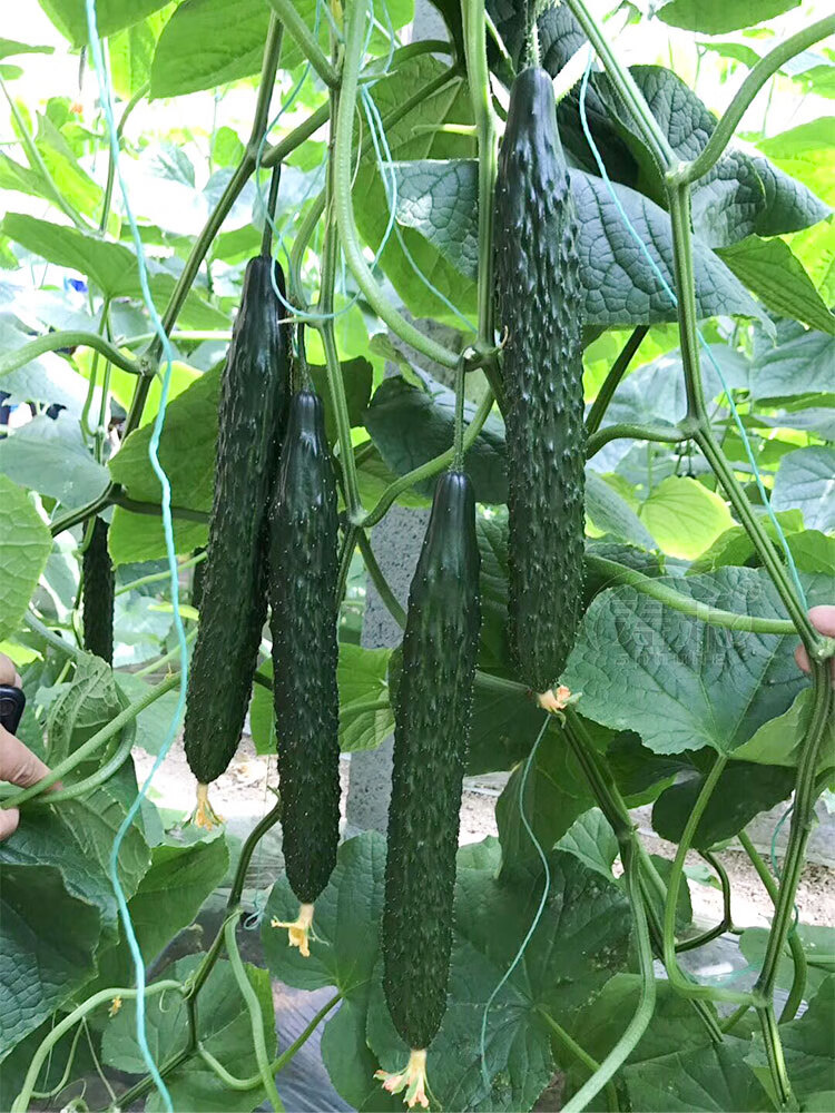 津研四号黄瓜种子高产水果黄瓜四季播种农家庭院盆栽瓜果蔬菜种子 津