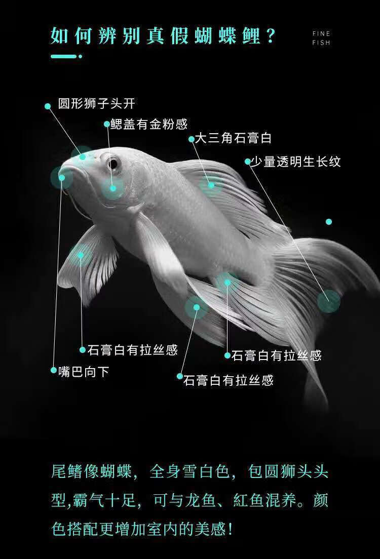 蝴蝶鲤活体活鱼球体短身贵妃龙鲤纯种大尾冷水鱼锦鲤鱼金鱼家养办公室