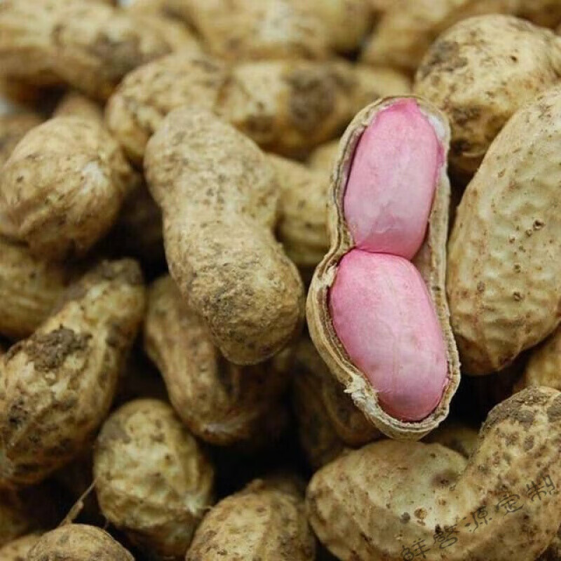 橙伯乐 新鲜现挖花生米农家自种个大饱满花生带壳花生粉红 新挖鲜花生