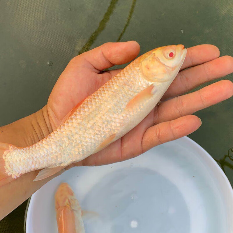 荣郁 金草苗赤目金丝鲩鱼黄金鲩鱼苗活体观赏鱼淡水易活养殖 顺丰快递