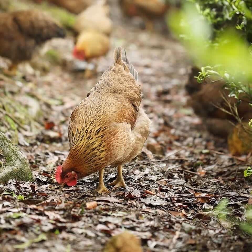 【老母鸡】深山农场农家散养老母鸡土鸡月子鸡走地鸡笨鸡 2年老母鸡约