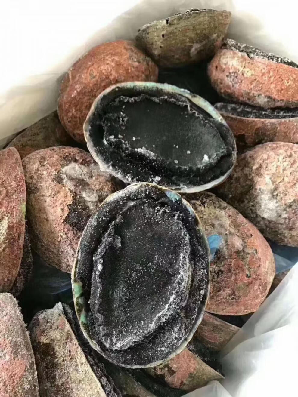 黑金鲍新西兰大黑金鲍鱼整只鲜活冻冷冻刺身海鲜日料寿司鲍鱼 550克