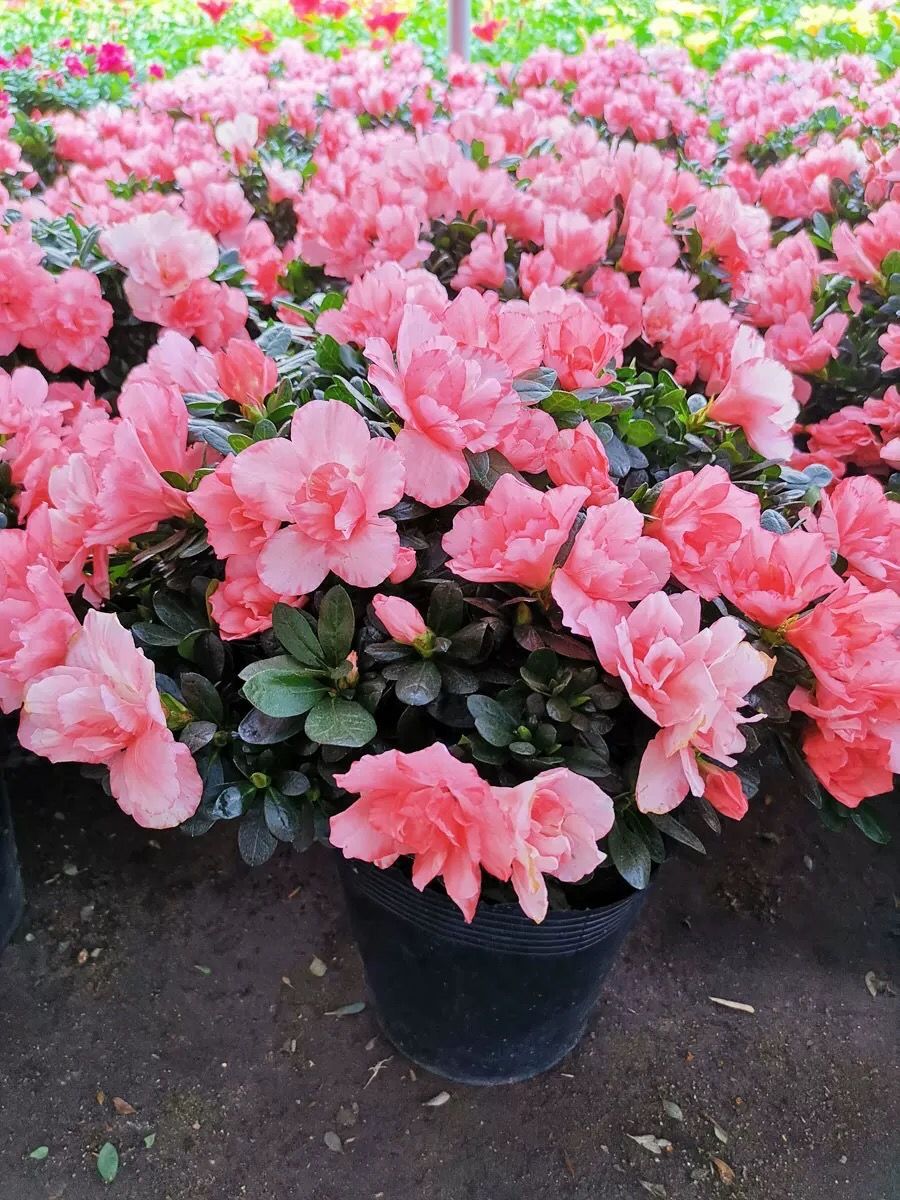 杜鹃花盆栽老桩特大花卉带花苞北方耐寒室内外好养植物精品稀有宽边红