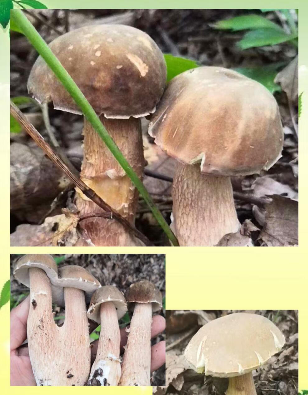 东北大腿蘑干货美味牛肝菌白牛杆食用菌大脚菇干蘑菇150克菌汤包 100g