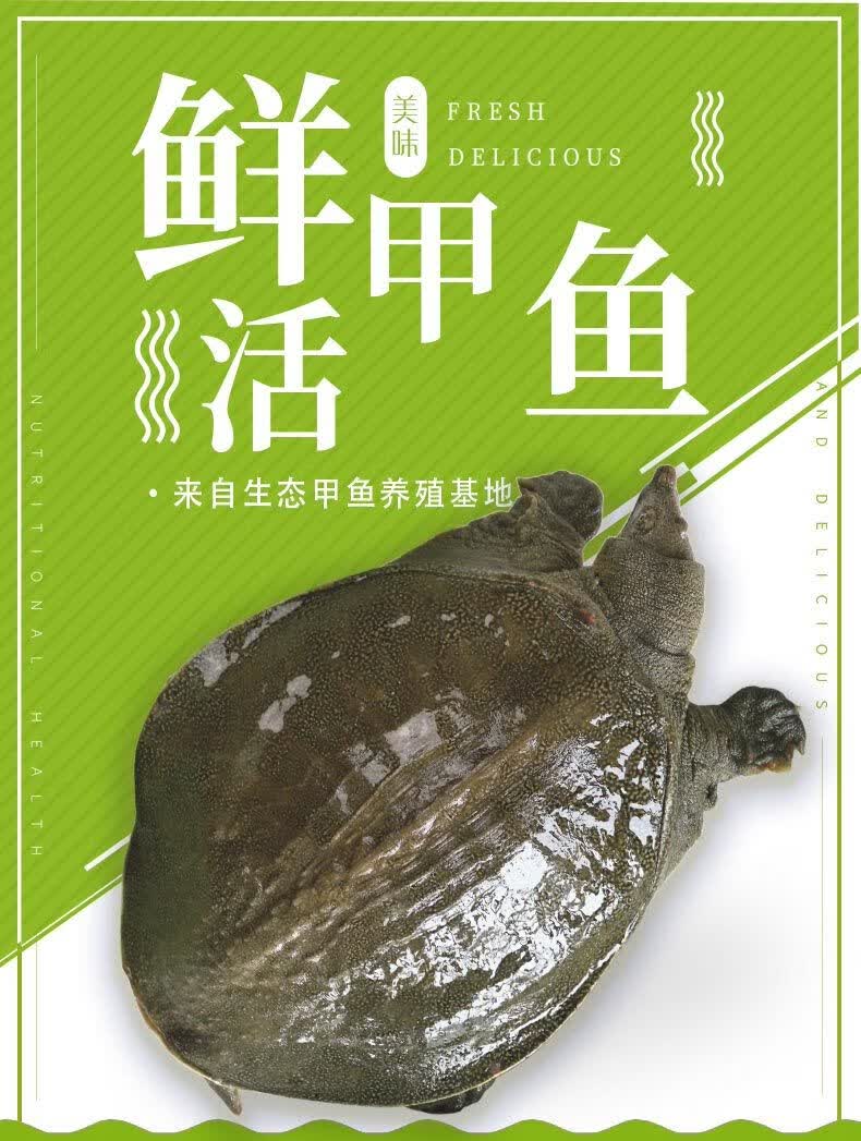 8斤 野塘甲鱼【图片 价格 品牌 报价】-京东