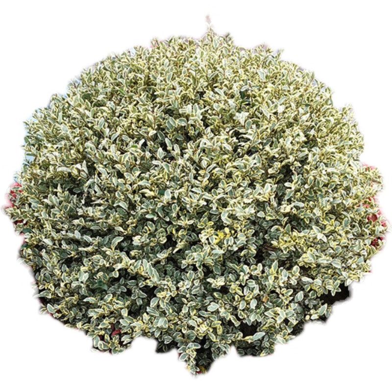 银姬小腊球金姬小腊球银姬水腊金姬水蜡 花叶女贞 彩叶花镜植物 金姬