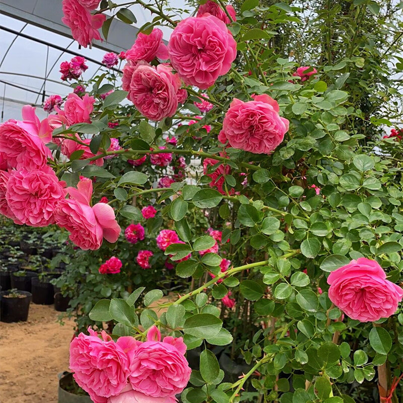 紅色龍沙寶石月季 陽臺紅龍藤本月季苗多花薔薇 【夏洛特夫人】80釐米