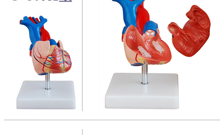 心脏模型 解剖放大血管动静脉人体器官结构造模具教学医科学教具 307