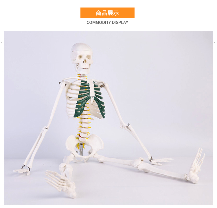 质量上乘人体人的骨骼骨架模型教学骷髅架子模型全身170cm附神经透明