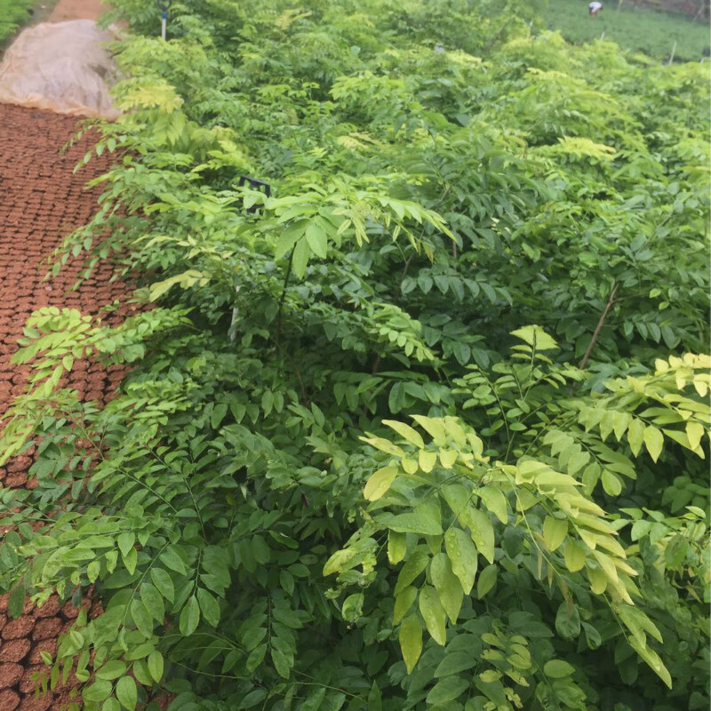 海南黄花梨树苗正宗海南树苗珍稀名贵木材树苗降香黄檀苗庭院盆栽绿化