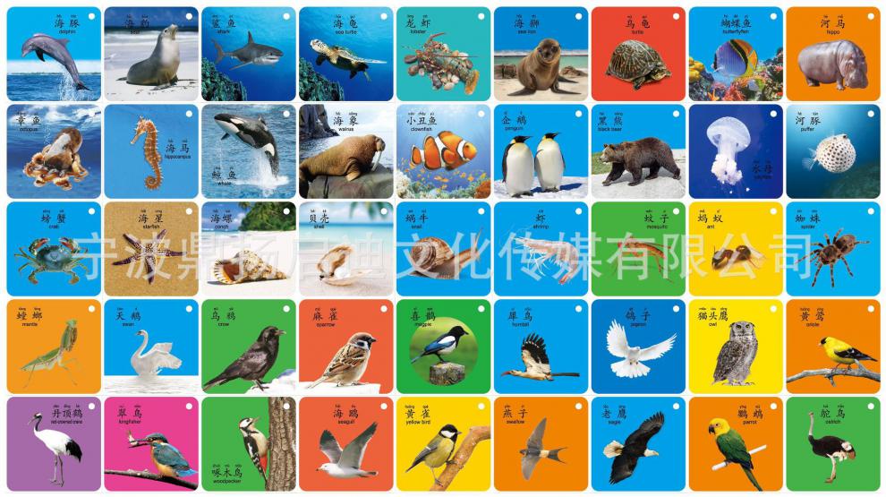 儿童早教卡学习卡片宝宝启蒙认知卡动物卡片幼儿五官数字卡片 动物