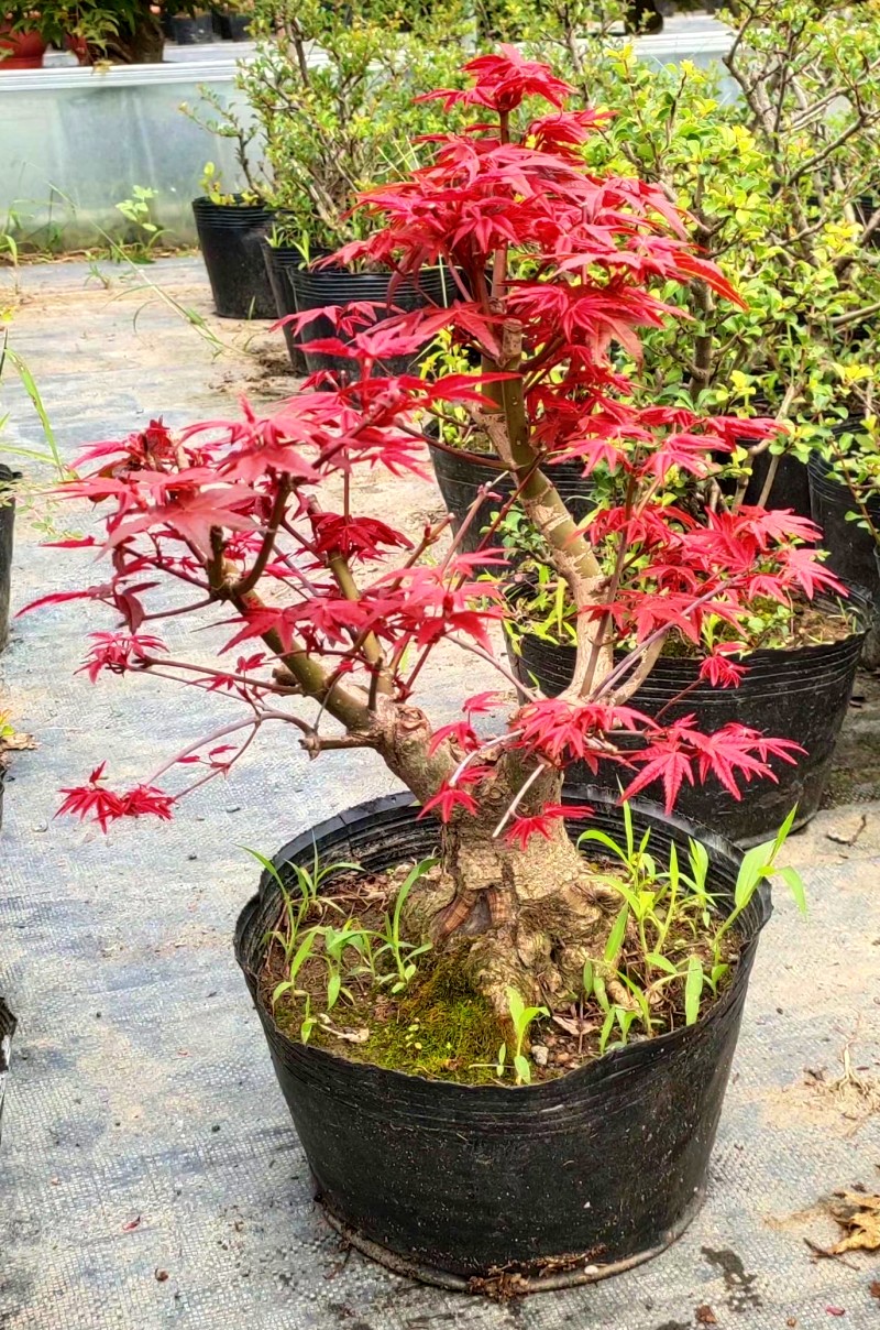 日本红枫盆景红舞姬盆栽老桩四季红枫树苗带叶子室内阳台庭院植物7年