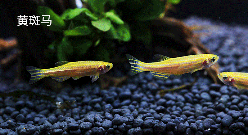斑马鱼活体小型好养耐活鱼淡水练手鱼下崽狂魔鱼冷水小鱼活观赏鱼黄色