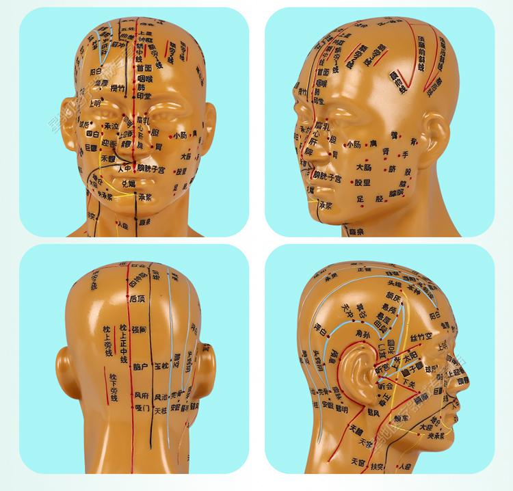 品牌优选可扎针头部穴位模型针灸刻字头模全脸面部假头腧穴人体按摩图