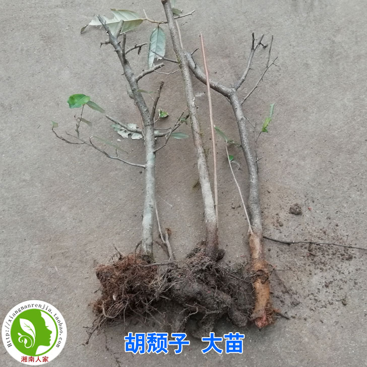花姬胡颓子树苗树桩甜棒槌胡秃子清明籽苗地径4公分单杆桩不含盆