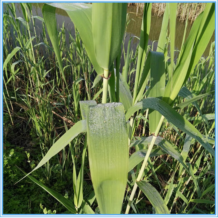 新鲜冷冻天然粽叶端午节包粽子的叶子粽子叶芦苇叶苇叶批发300片3至6