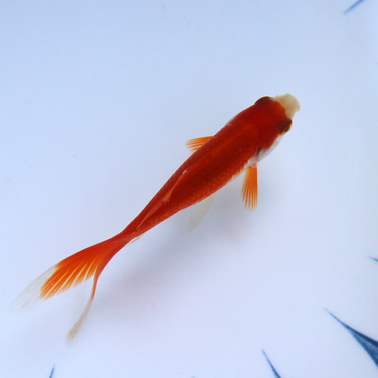 麦基乐锦鲫活体红草花草锦鲫鱼鲤鱼苗冷水淡水观赏鱼练手鱼好养草金鱼