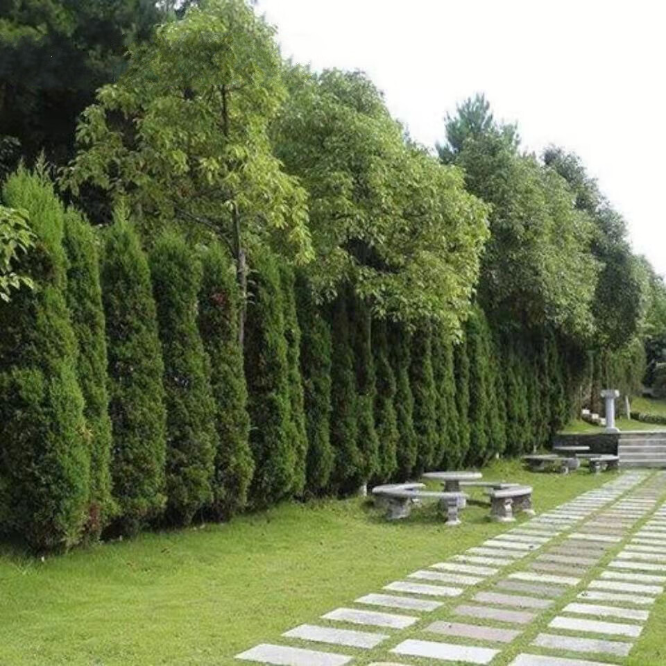 公路绿化盆景塔柏清明松树苗树苗松柏树苗扁侧柏桧柏柏树蜀桧宝塔松t2