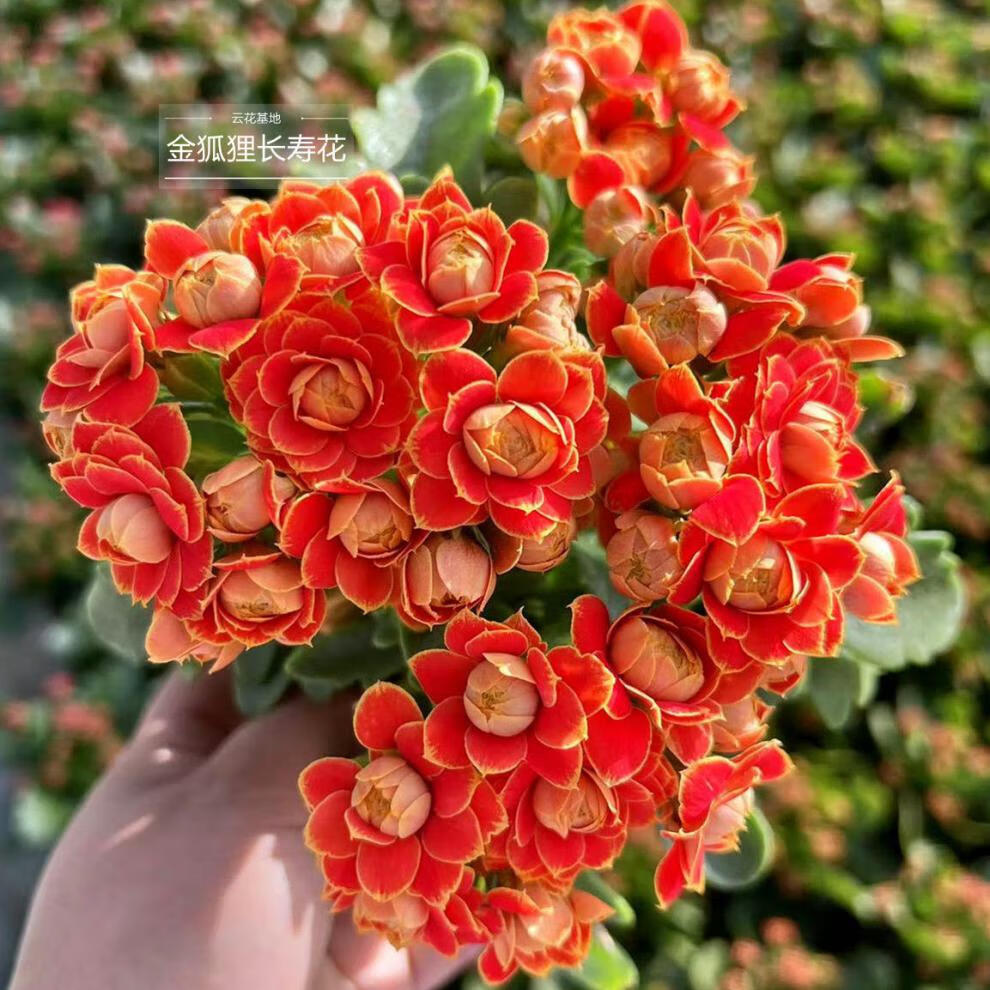 长寿花随机品种随机颜色基地直发好养易活懒人花期超长 长寿花红宝石