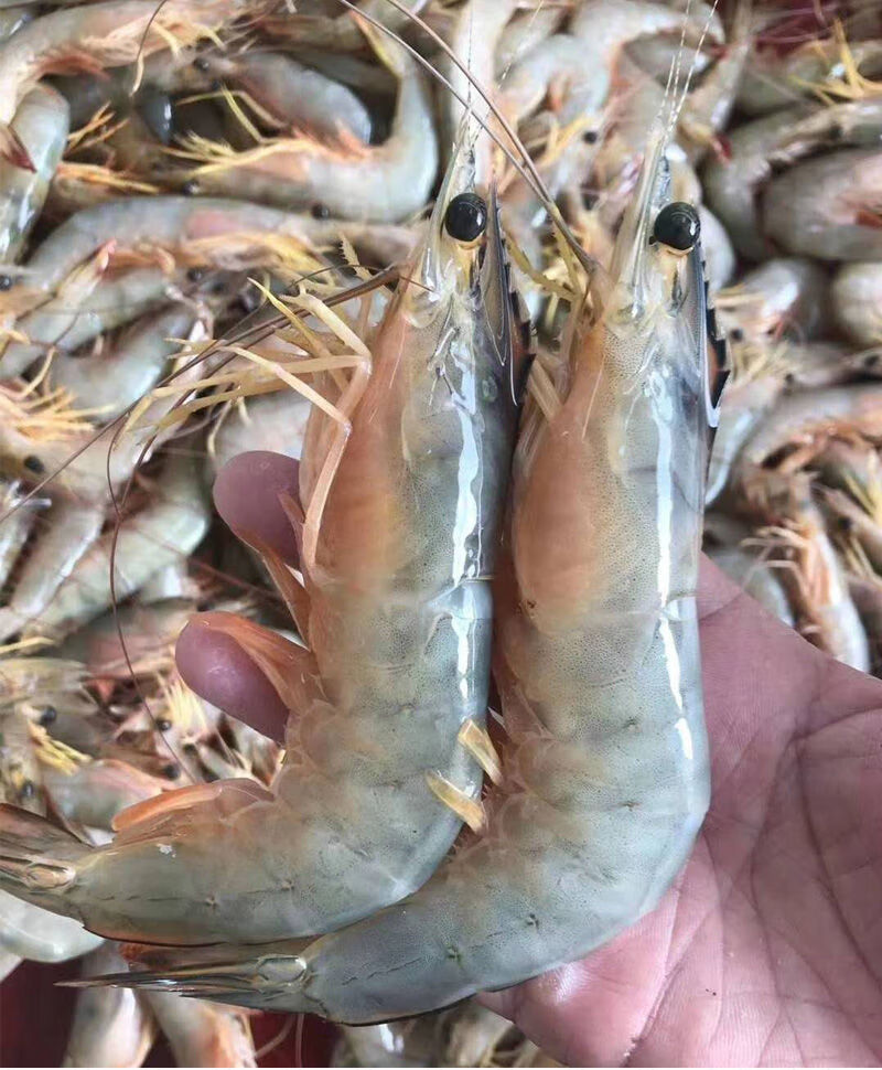 明虾大明虾海鲜海虾滑皮虾白虾水产鲜活虾大虾对虾现捕400g盒鲜源澜湾