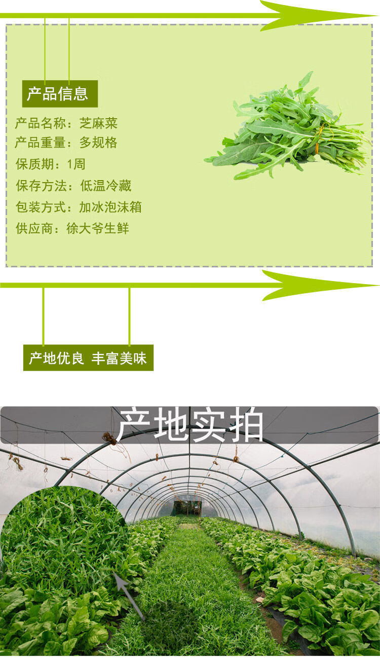 新鲜芝麻菜半斤 现摘精选 火箭菜 蔬菜沙拉 西餐生菜 野芝麻菜 2斤装