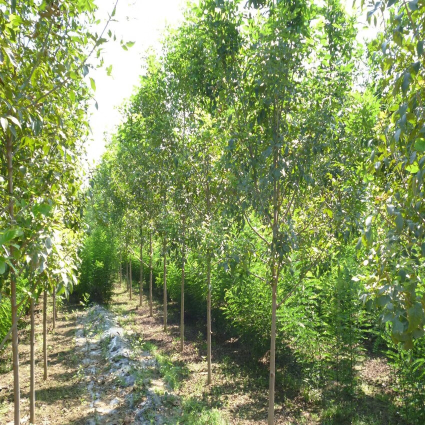 白蜡苗树苗速生白蜡树苗对节白蜡小苗庭院室外耐寒植物绿化苗木113