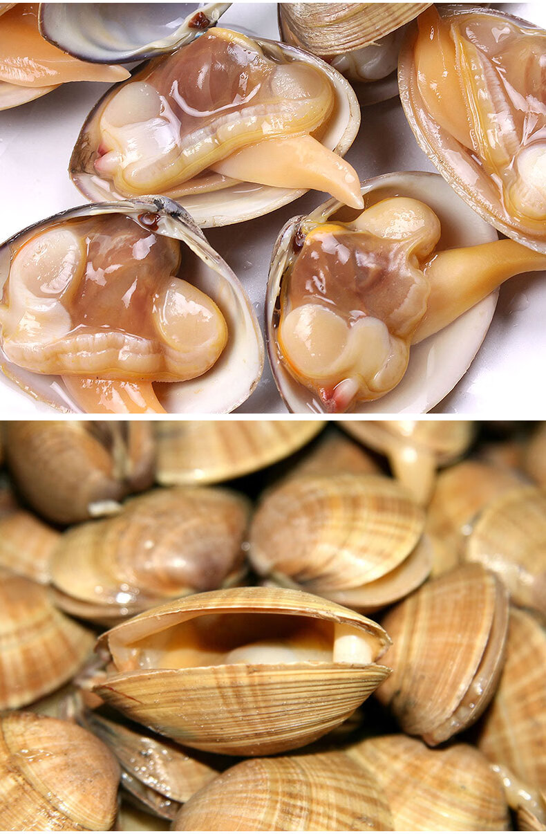 丹东黄蚬子鲜活无沙东港无沙黄蚬子蛤蜊新鲜文贝顺丰