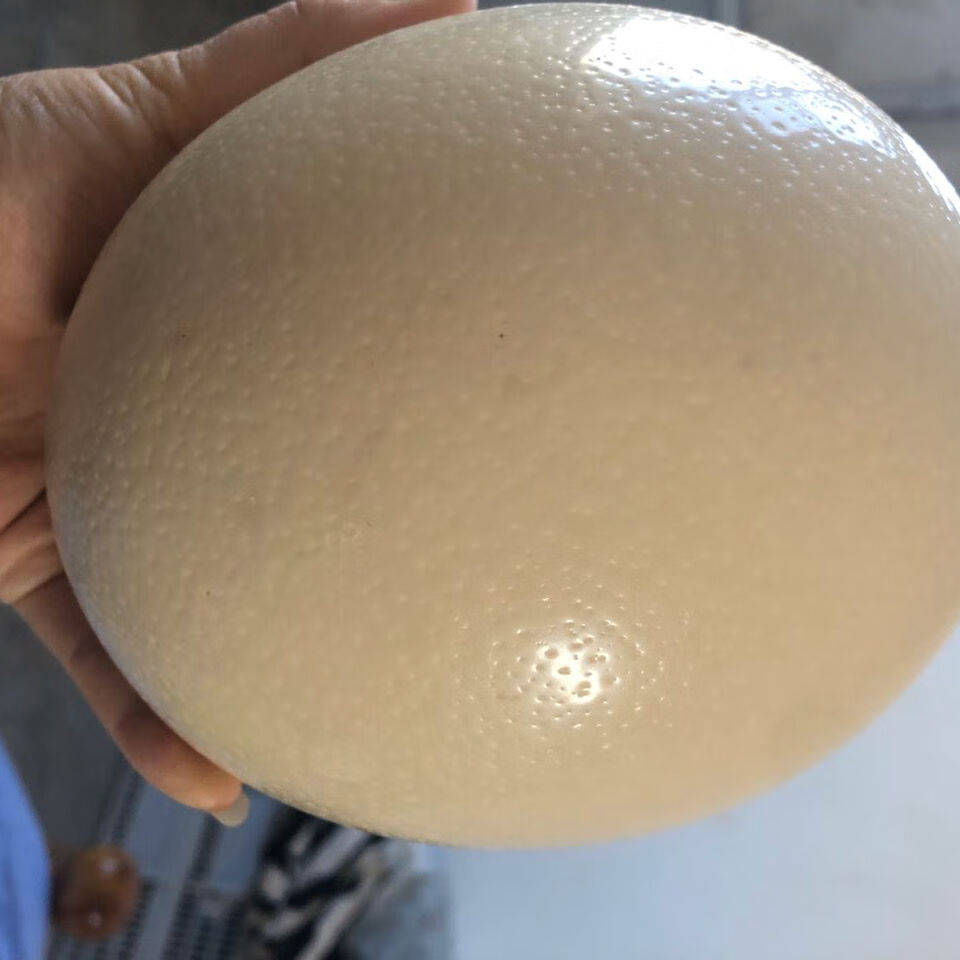 新鲜鸵鸟蛋大号蛋食用营养丰富礼自家养殖35斤以上