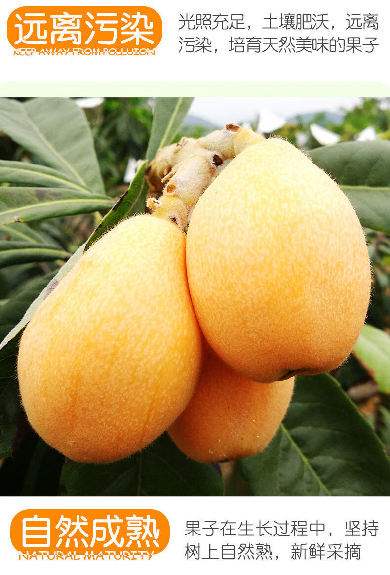 520礼物送女友新鲜采摘新鲜枇杷特大现摘大果四川汉源甜5斤当季水果应