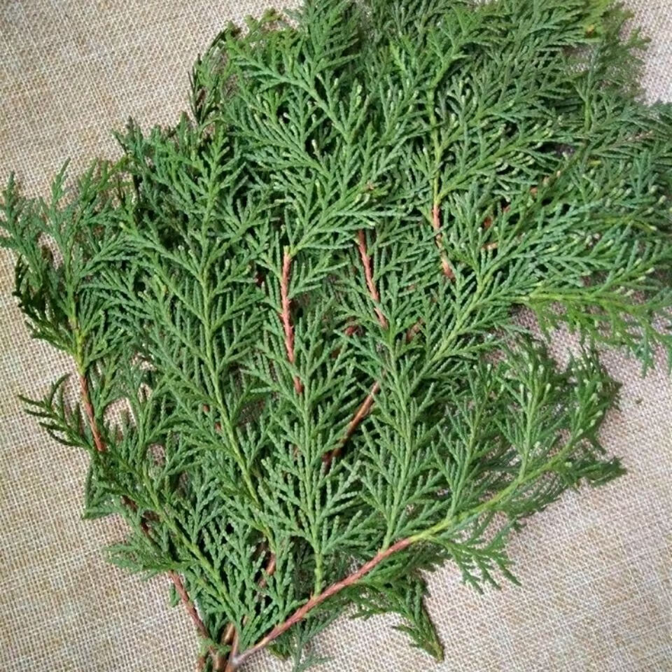 秦岭野生新鲜侧柏叶中药材扁柏叶伊梵麦1500克实惠装