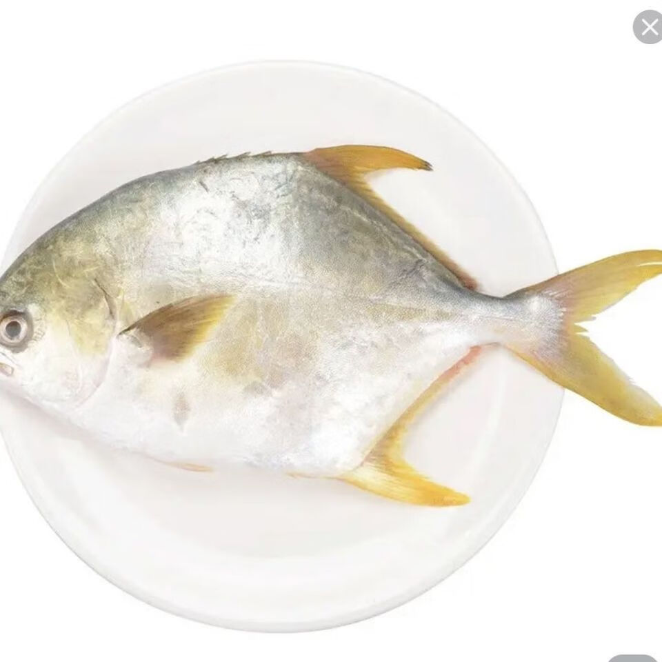 金鲳鱼没有冰新鲜冷冻深海大金鲳新鲜发货顺丰冷链康胜谊八斤八条