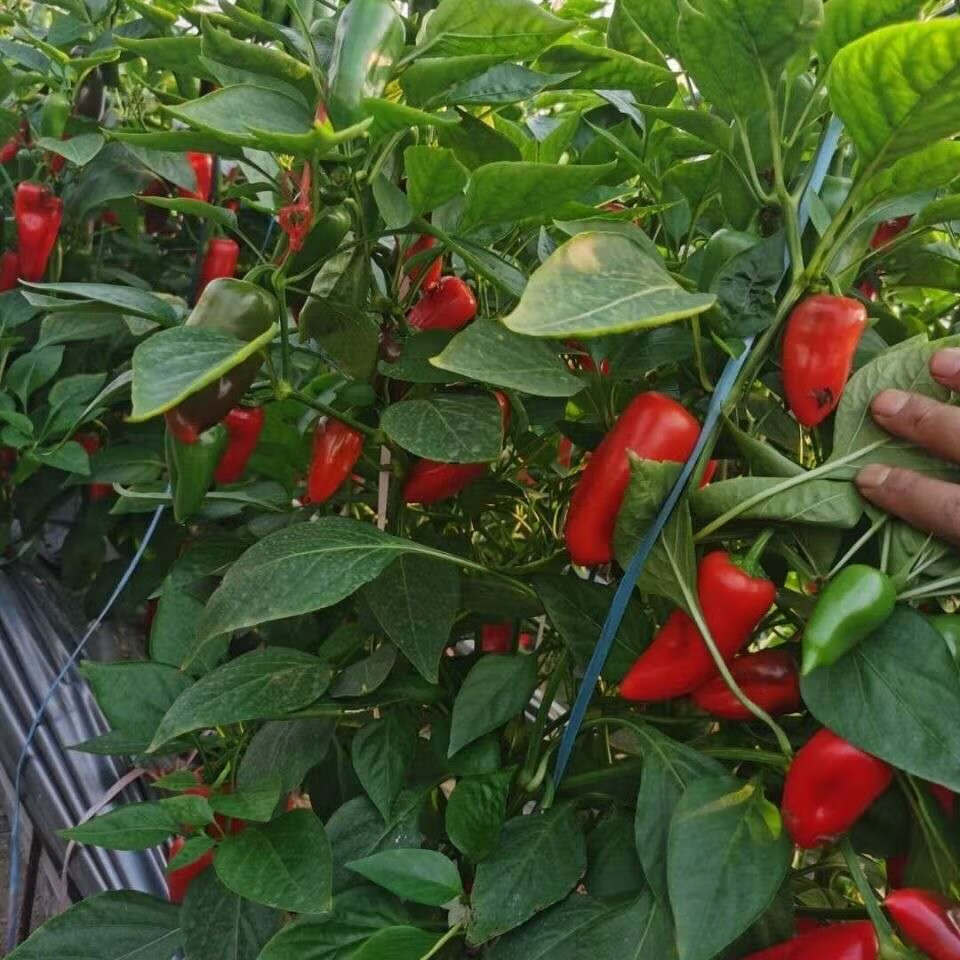 山东新鲜五彩迷你水果甜椒生吃小彩椒沙拉蔬菜广纳力驰精选迷你水果椒