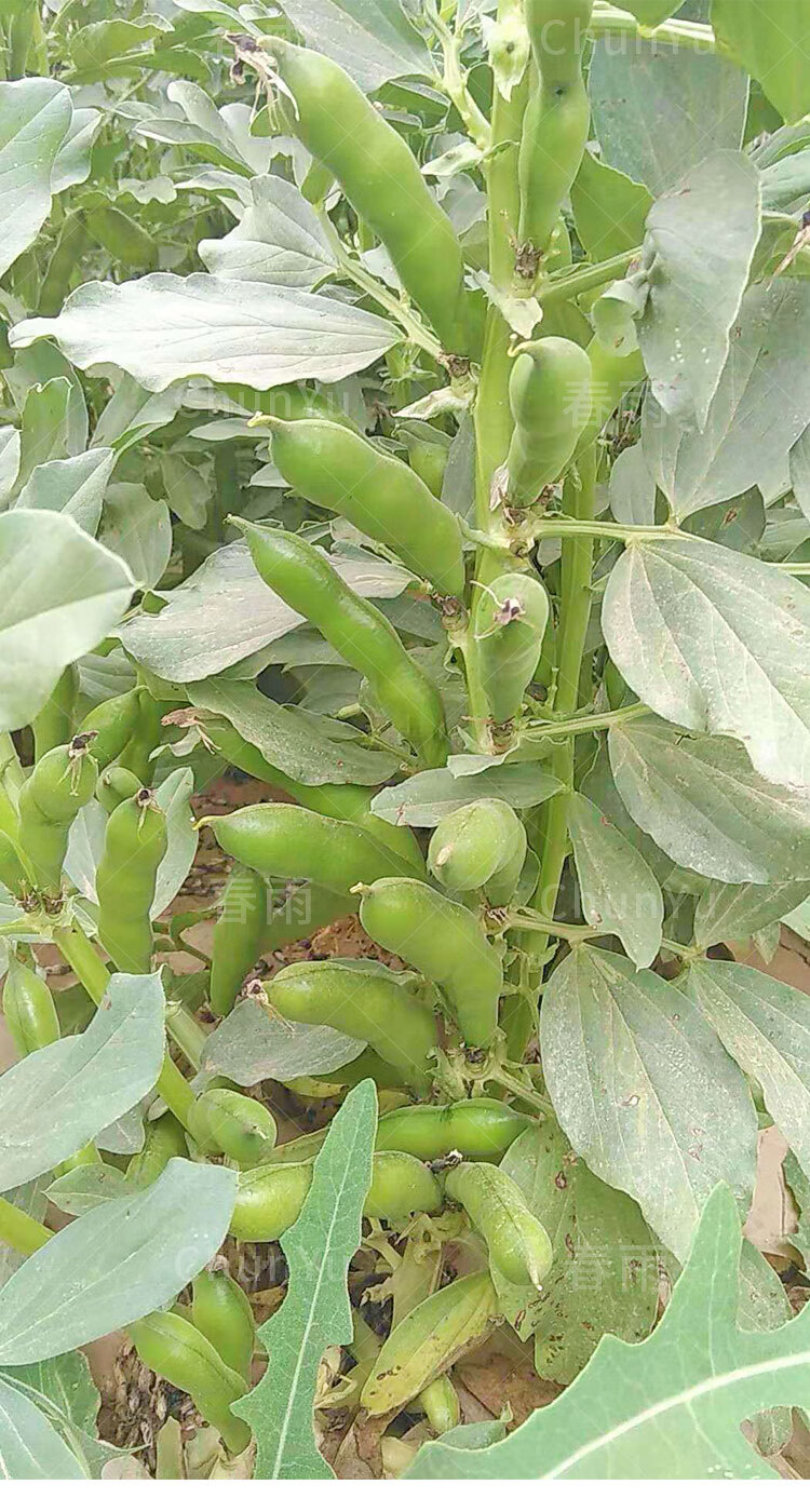 特大黑胡豆兰花豆四季粒型春季蔬菜种子孑 黑蚕豆种子200g散装【图片