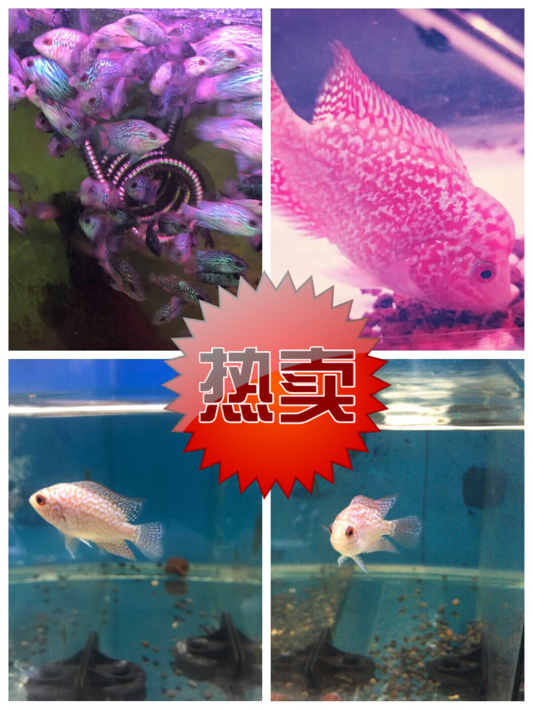 荣郁 泰国进口罗汉鱼苗古典金花活体鸿运退沙亚成火凤凰德萨爆头风水