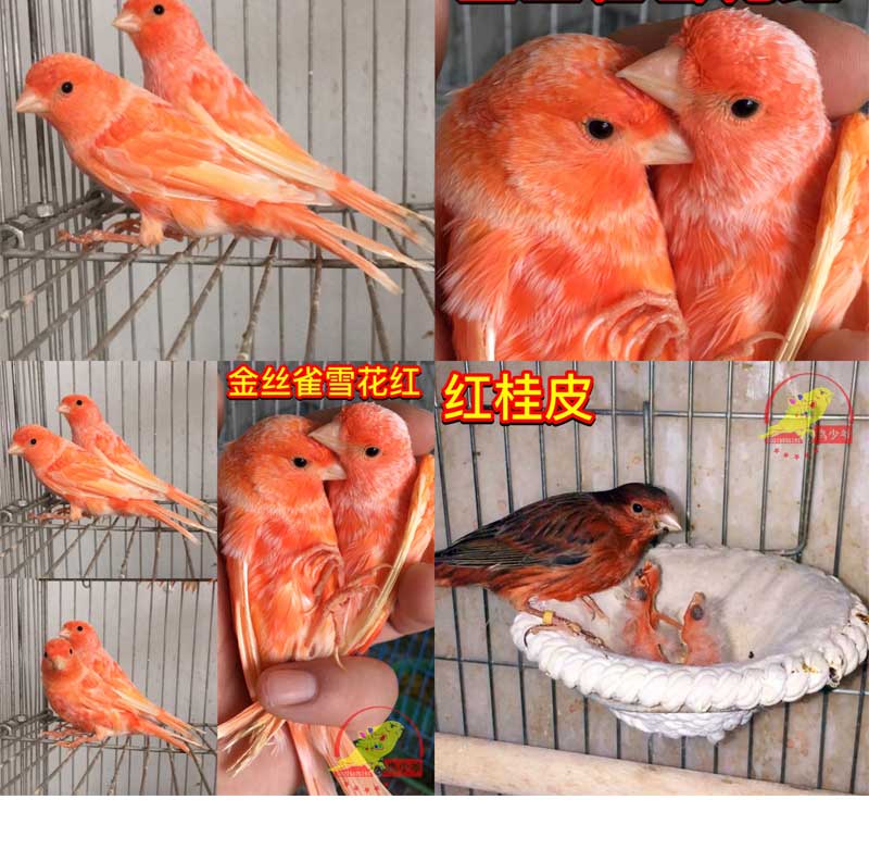 玉鸟活体,,辣椒红,绿桂皮,红桂皮,活鸟 纯种辣椒红2