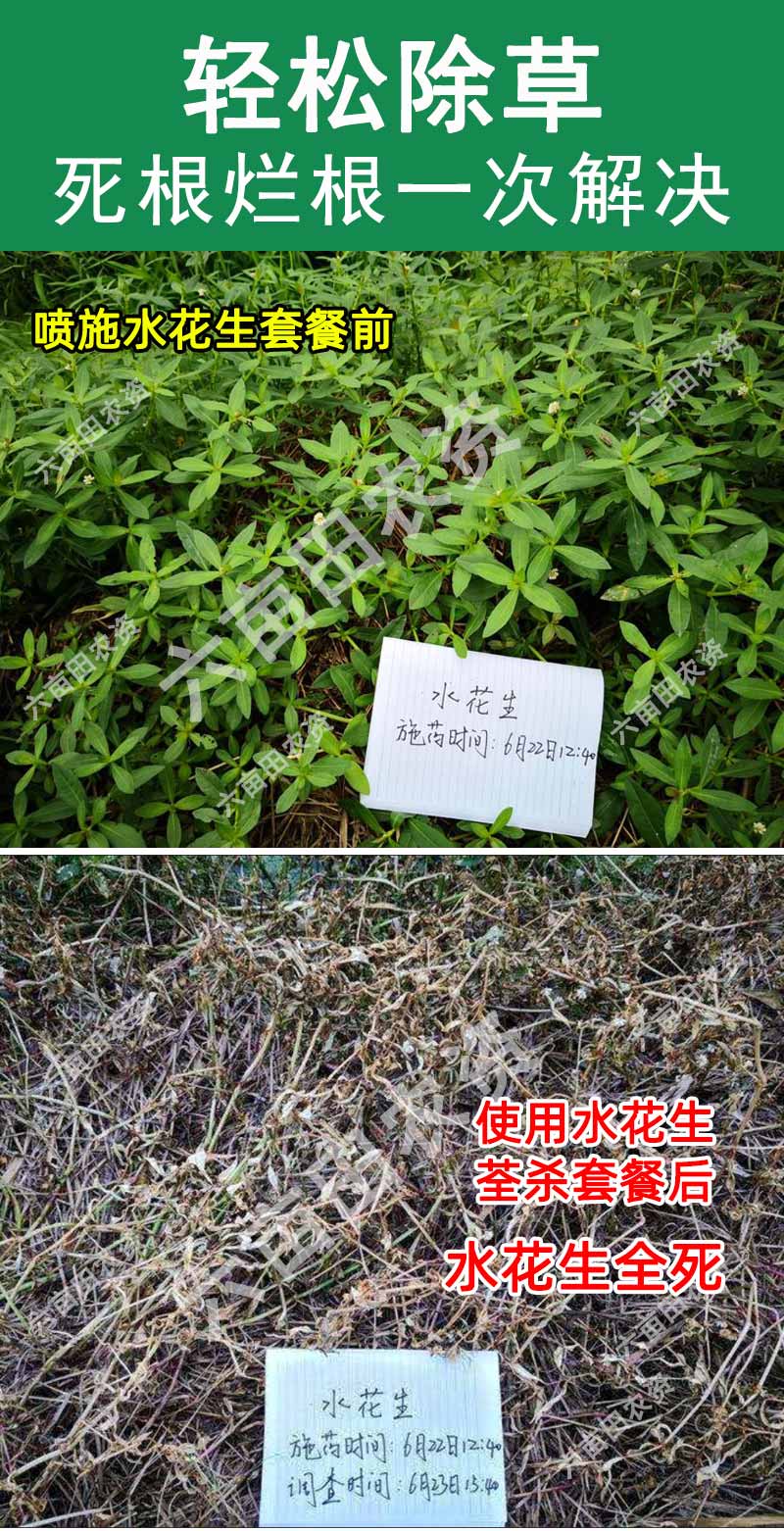 水花生连根除强力克星除草剂烂根型空心莲子草专用烂根一遍扫光净28g